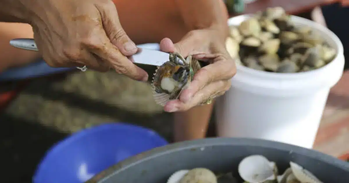 The Essential Scallop Knife: Our Favorite Picks For The Perfect Cut 1 scallop knife